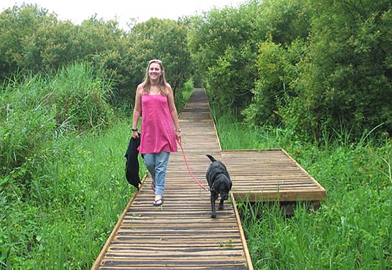 lady walking Labrador over wooden boardwalk in Slapton Ley Devon