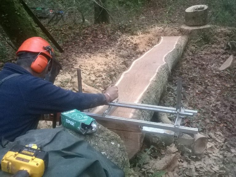 carpenter cutting a tree trunk