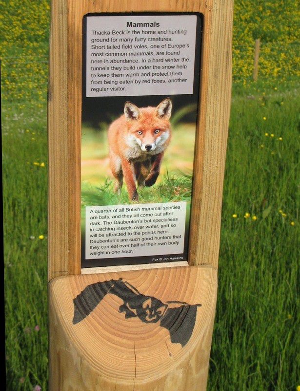 information post with a fox